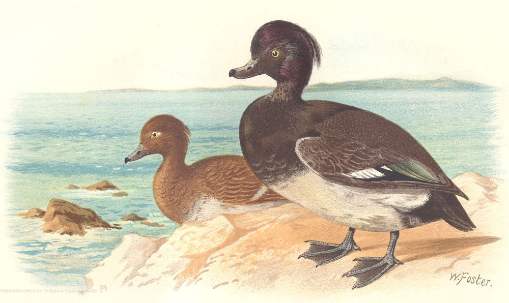 INDIAN GAME BIRDS. Tufted Pochard (Fuligula Cristata). Chromolitho. FINN 1915